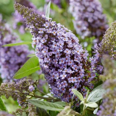 Буддлея давида БАТТЕРФЛЯЙ КАНДИ ЛИЛА СВИТХАРТ в Тюмени