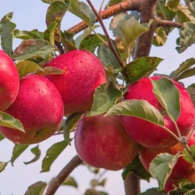 Яблоня РОЖДЕСТВЕНСКОЕ в Тюмени