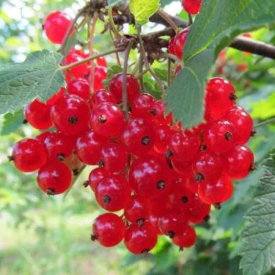 Смородина красная КРАСНАЯ АНДРЕЙЧЕНКО в Тюмени