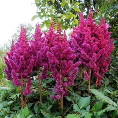 Астильба ВИЖНС китайская в Тюмени