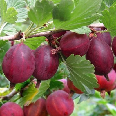 Крыжовник ХИННОМАКИ РОТ в Тюмени