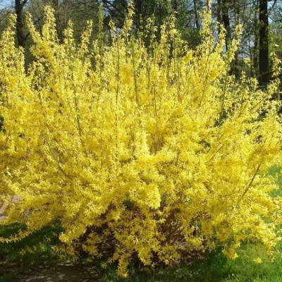 Форзиция ФОРЧУНА в Тюмени