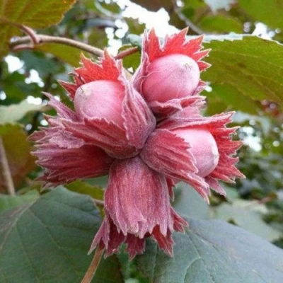 Фундук СКАРЛЕТТ в Тюмени