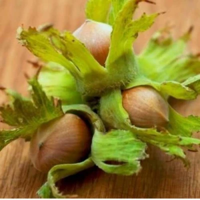 Фундук ГИГАНТ ТАМБОВСКИЙ в Тюмени