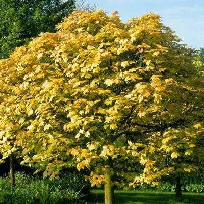 Клен ложноплатановый в Тюмени