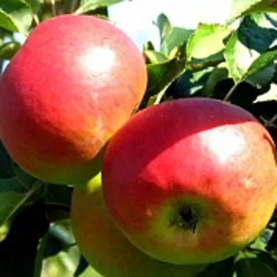 Яблоня СОКОЛОВСКОЕ стелющаяся в Тюмени