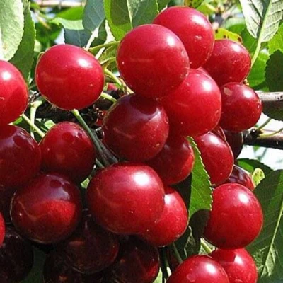 Вишня ГЛУБОКСКАЯ в Тюмени