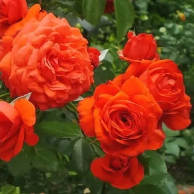 саженцы розы Майнтауэр