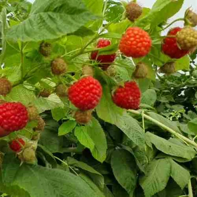 Малина КВЕЛЛИ в Тюмени