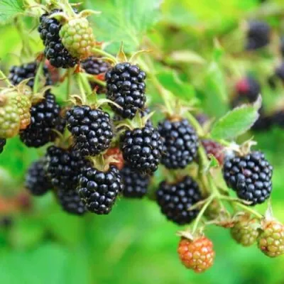 Ежевика АПАЧИ бесшипная  в Тюмени