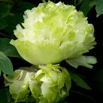 Пион ЗЕЛЕНЫЙ ШАР древовидный в Тюмени