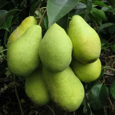 сорт груши Февральский Сувенир