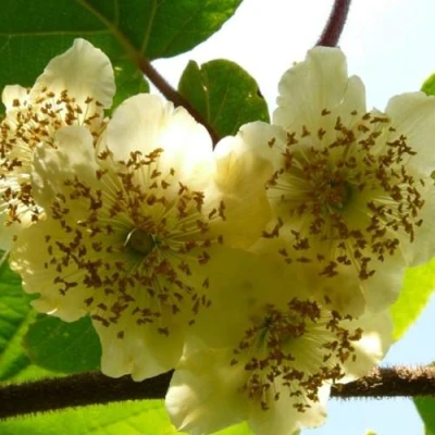 Актинидия АТЛАС (МУЖСКОЙ) в Тюмени