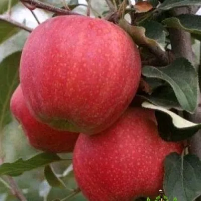 Яблоня ГАЛА ШНИГА в Тюмени