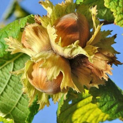 Фундук ТОНДА РОМАНА в Тюмени