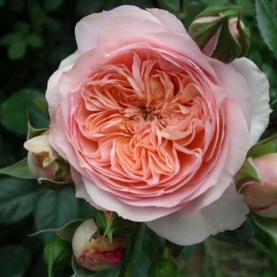 саженцы роз Сурир Де Хавр