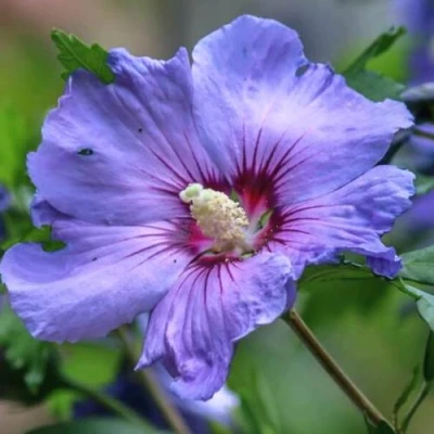 Гибискус МАРИНА сирийский в Тюмени