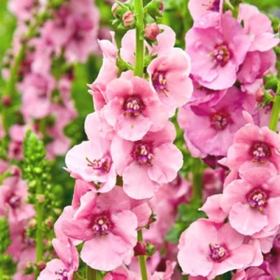 Коровяк ПИНК ДОМИНО гибридный (вербаскум) в Тюмени