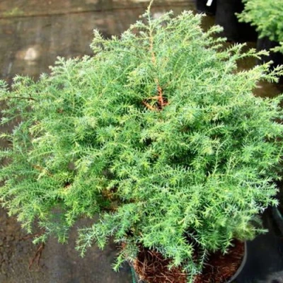 Кипарисовик СКВАРРОЗА горохоплодный в Тюмени