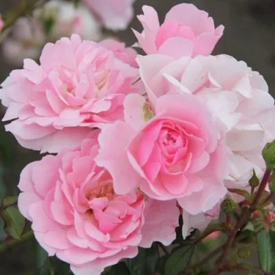 Роза БОНИКА флорибунда в Тюмени