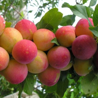 Слива СКОРОПЛОДНАЯ в Тюмени