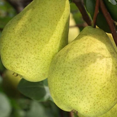 саженцы груши Сказочная