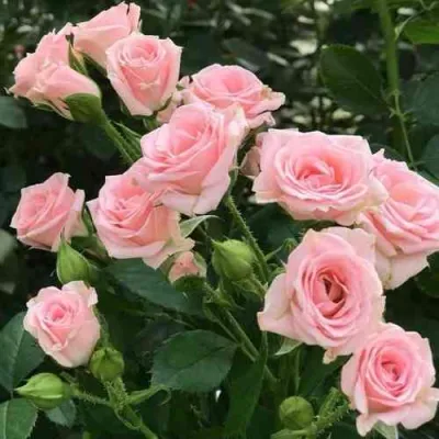 Роза КЛАССИК ЛИДИЯ спрей в Тюмени