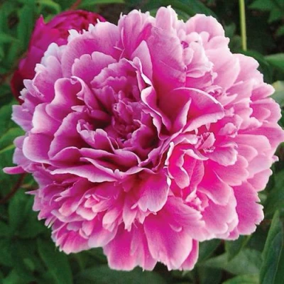 Пион ПУРПУРНАЯ ФЕЕРИЯ травянистый в Тюмени