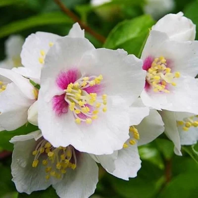 Жасмин БЕЛЬ ЭТУАЛЬ в Тюмени