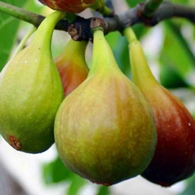 Инжир ДАЛМАТСКИЙ в Тюмени