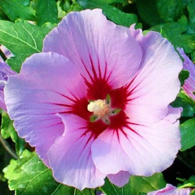 Гибискус ПИНК ФЛИРТ сирийский в Тюмени