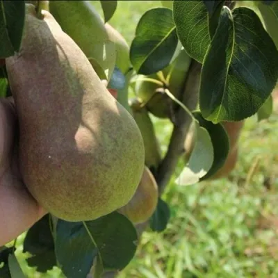 Груша БРЯНСКАЯ КРАСАВИЦА в Тюмени