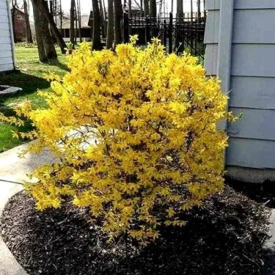 Форзиция ЛЕДНОГОРА промежуточная в Тюмени