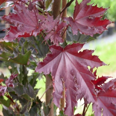 Клен КРИМСОН СЕНТРИ остролистный в Тюмени