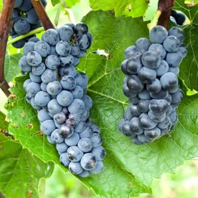 Виноград ВЭЛИАНТ в Тюмени