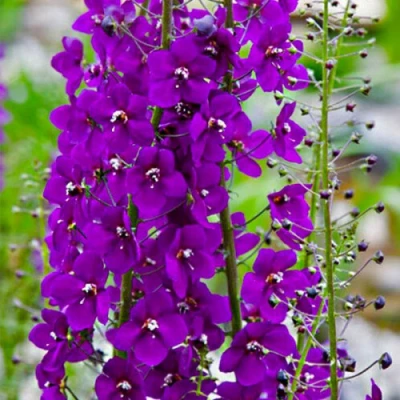 Коровяк ВИОЛЕТТА (вербаскум) в Тюмени