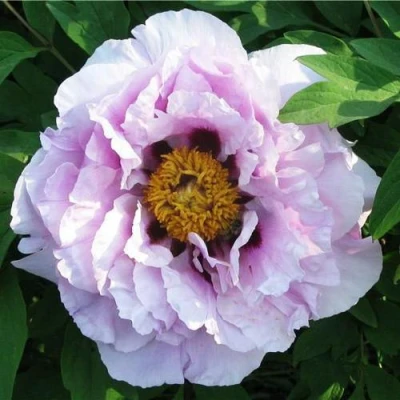 Пион СИНИЙ САПФИР древовидный в Тюмени