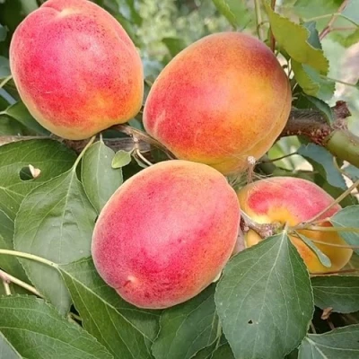 Абрикос ОСОБЕННЫЙ ДЕНИСЮКА в Тюмени