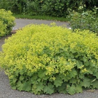 Манжетка ТРИЛЛЕР мягкая в Тюмени