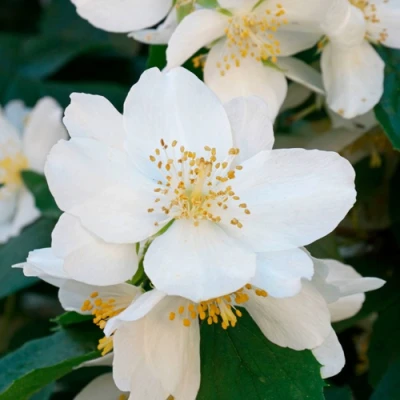 Жасмин ЮСТИНКА в Тюмени