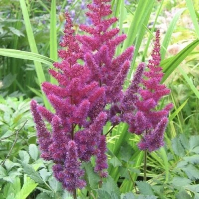 Астильба КАРАОКЕ ПАРТИ китайская в Тюмени