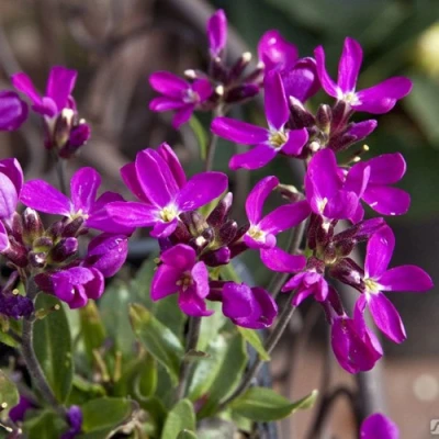 Арабис РОУЗ делайт в Тюмени