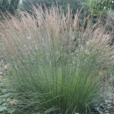 Молиния ХАЙДЕБРАУТ голубая в Тюмени