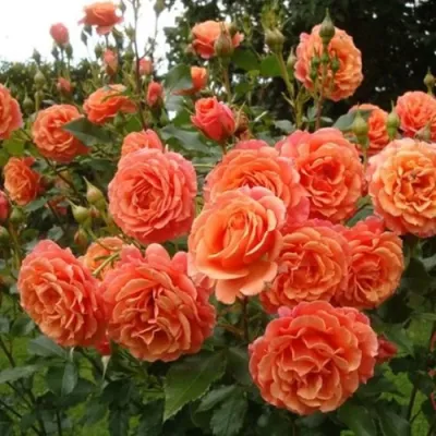 Роза БЕЛЬВЕДЕР шраб в Тюмени