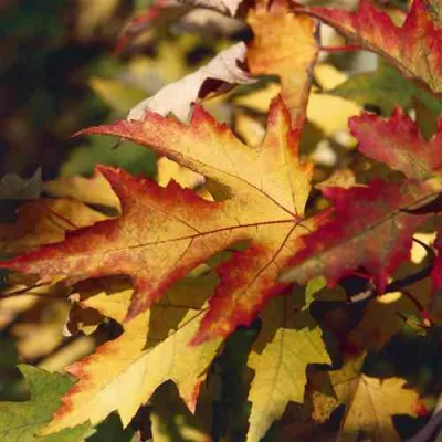 Клен серебристый в Тюмени