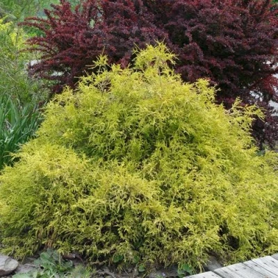 Кипарисовик ГОЛДЕН МОП горохоплодный в Тюмени