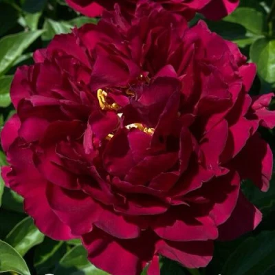 Пион ОЛД ФЕЙТФУЛ травянистый в Тюмени