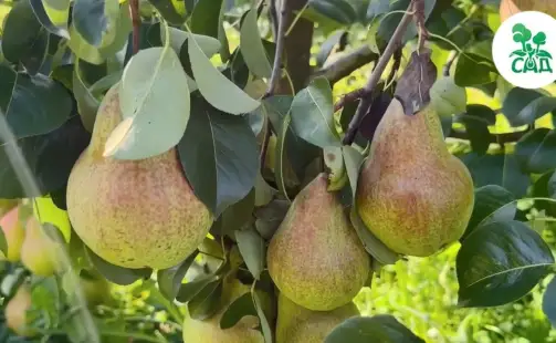 Превью видео