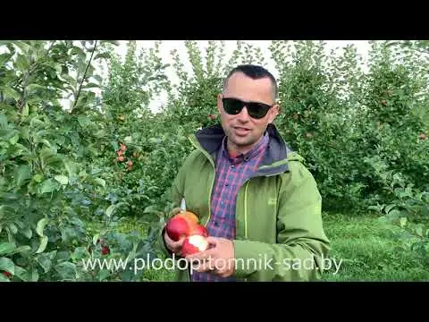 Превью видео