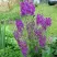 Коровяк ВИОЛЕТТА (вербаскум) в Тюмени